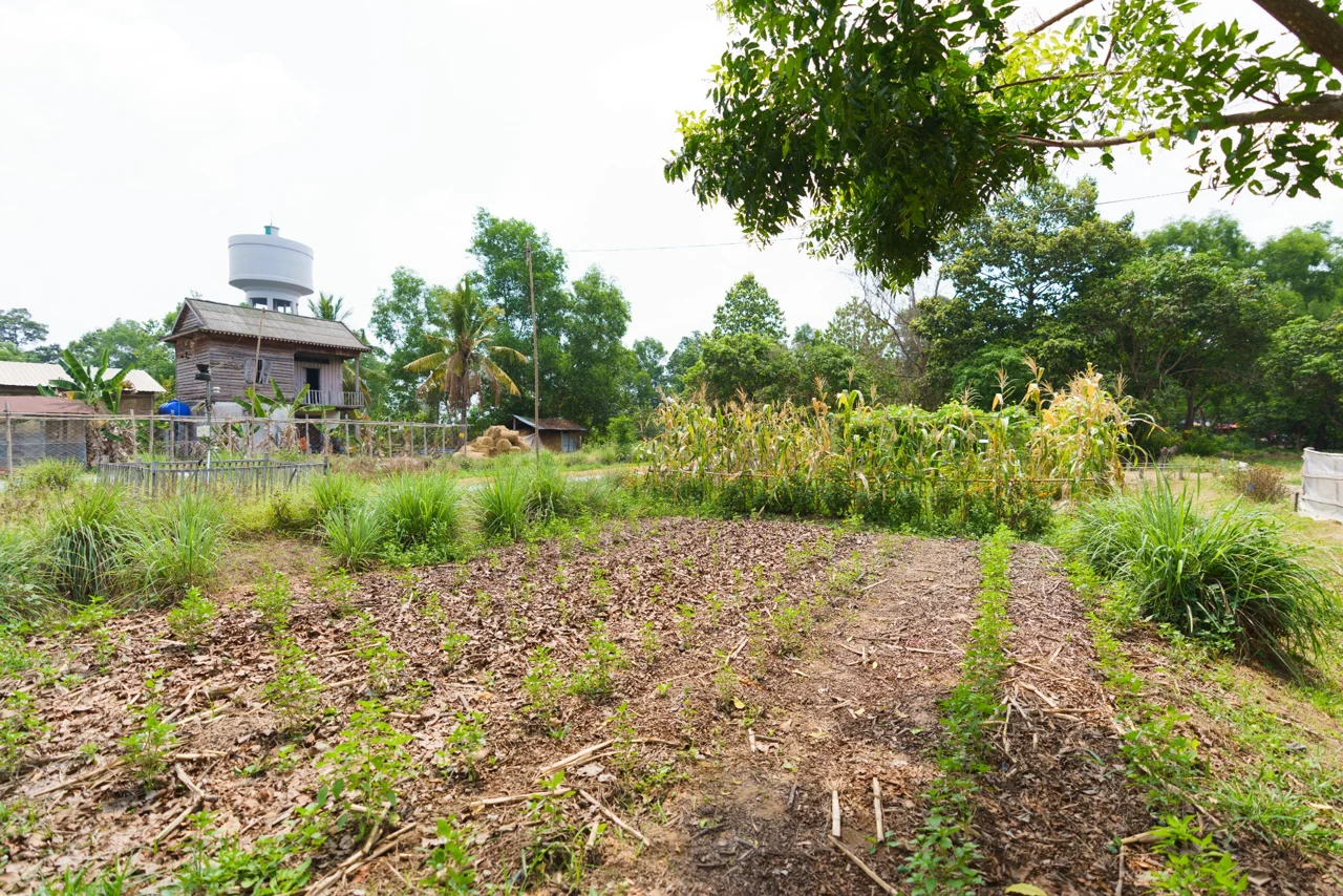 Agroforestry: a primer